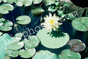 White Water Lily