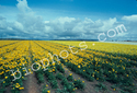 Yellow Rununculus Seed Beds