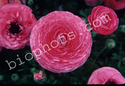 Pink Rununculus Flowers