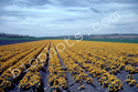 Marigolds Seed Beds, Lompoc, CA
