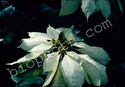 White Poinsettia