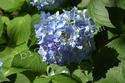 Blue Hydrangia