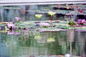 Multi-Colored Water Lilies