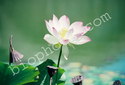 Oriental lotus