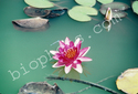 Red Water lily