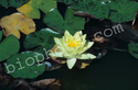 Yellow Water Lily
