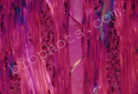 Maple Stem in tangential section100x