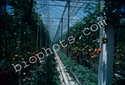 Hydroponic tomatoes
