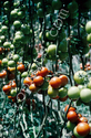 Hydroponic tomatoes