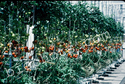 Hydroponic tomatoes