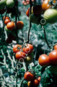 Hydroponic tomatoes
