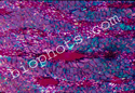 Magnolia grandiflora Bark at 100x