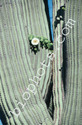 Saguaro Cactus