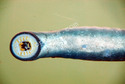 Mouth parts Lamprey eel