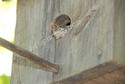 Tree frog in bird house