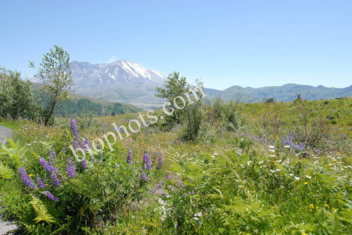 Wild Flowers in Total Destruction Area
