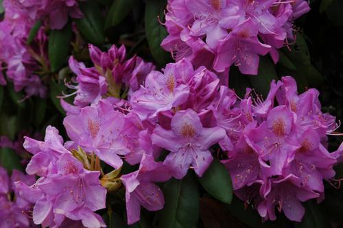 Rhododendron