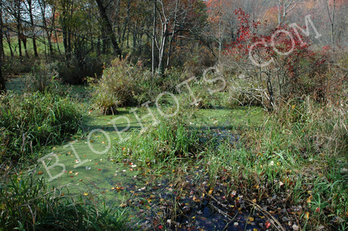 Fall colors at Thompson Pond