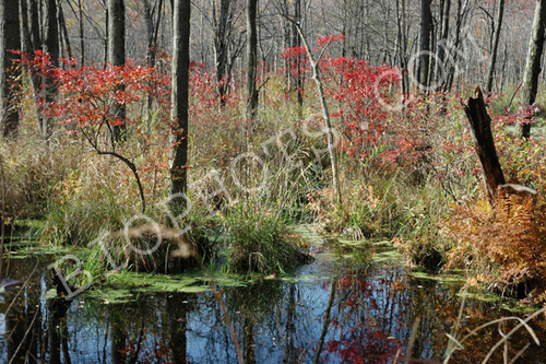 Fall Colors at Thompson Pond, NY