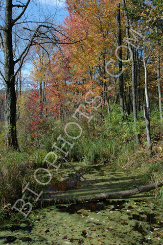 Fall  Colors at Thompson Pond, NY