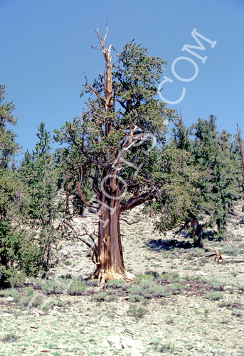 Bristlecone Pine