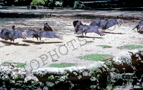 Black Vultures