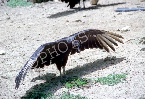 Black Vulture