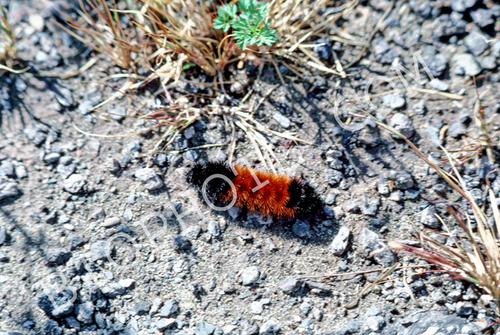 Woolybear caterpiller