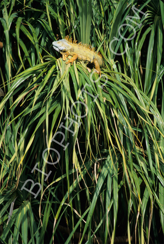 Green Iguana