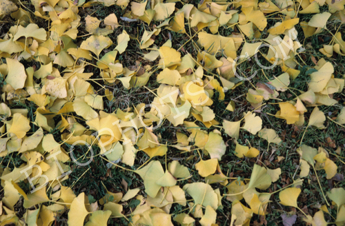 Ginko biloba leaves