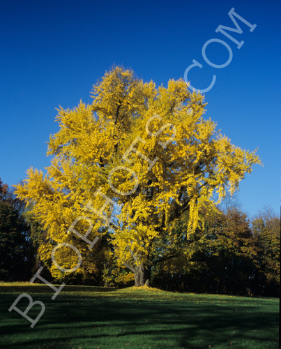 Ginko biloba