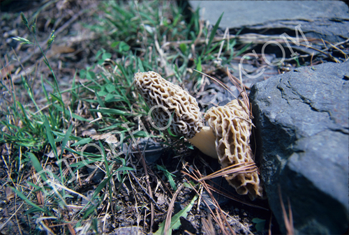 Morchella Fungus