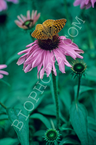 Butterfly on Echinacea