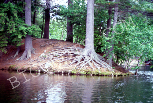 Exposed tree roots