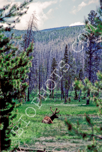  North American Elk