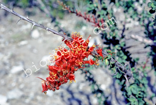 Ocotillo Flower