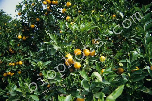 Orange Trees with Oranges