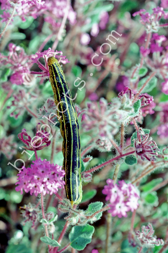 Horn worm caterpillar