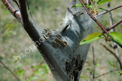 Tent caterpiller (Malacosoma americanum)
