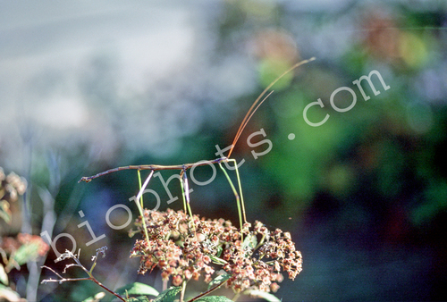Walking Stick (Order Phasmatodea)