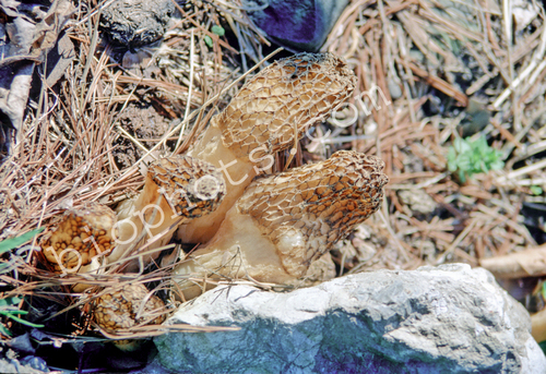 Bio-Eco