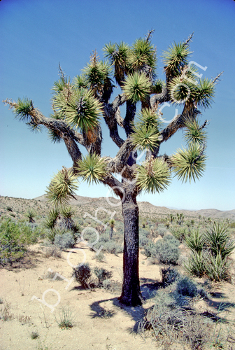 Joshua Tree