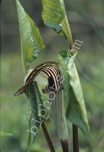 Bio-Eco