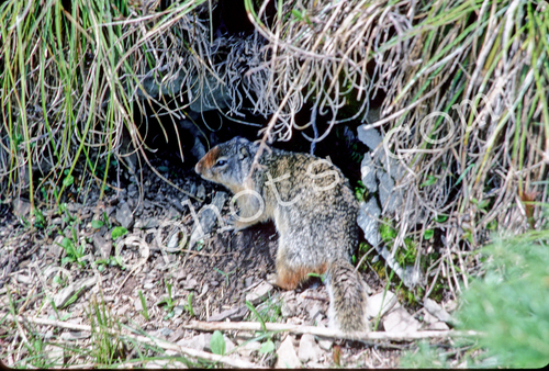  Ground Squirrel