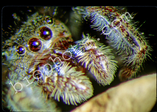 Jumping spider eyes