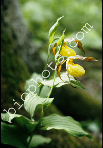 Yellow Lady Slipper Orchid