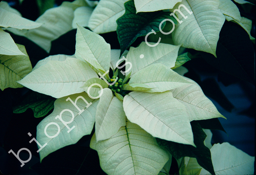 White Pointsettia
