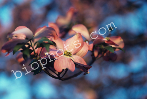 Pink Dogwood ( Cornus florida var. rubra