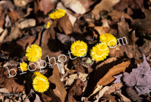 Coltsfoot (Tussilago farfara)