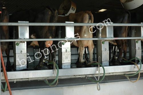 Rotary milking machine